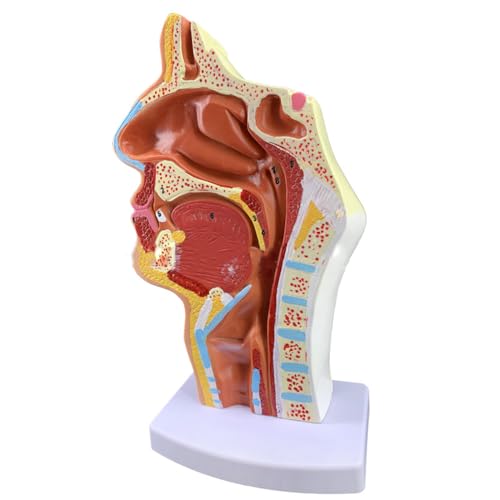 RR-YRN Menschliches anatomisches Nasenhöhlen-Rachen-Anatomiemodell zeigt normalen Kehlkopf für naturwissenschaftliche Unterrichtsstudie von RR-YRN