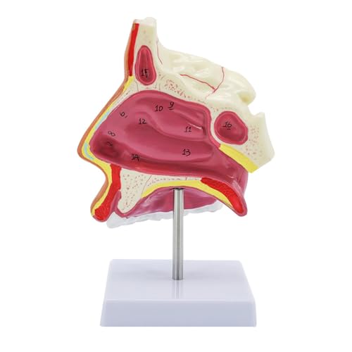 RR-YRN Modell der menschlichen Nasenhöhle, 1,5-Fach vergrößertes anatomisches Modell für die Anzeige im naturwissenschaftlichen Unterricht von RR-YRN