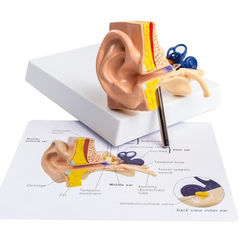 RR-YRN Ohrmodell Anatomisches Modell des menschlichen Ohrs für Unterrichtsmaterialien im Anatomie- und Physiologieunterricht von RR-YRN