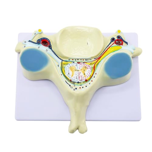RR-YRN Wirbelsäulenmodell des 7-Fach vergrößerung 5. Halswirbels, Anatomie Modell für wissenschaftliche Studien, pädagogische Lehrdarstellung von RR-YRN