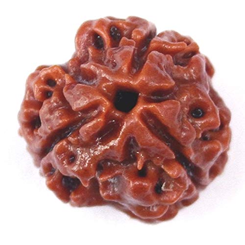 Raviour Lifestyle 3 Mukhi (dreiseitige) nepalesische Rudraksha, original und zertifizierte nepalesische Rudraksha für astrologische Vorteile von Raviour Lifestyle