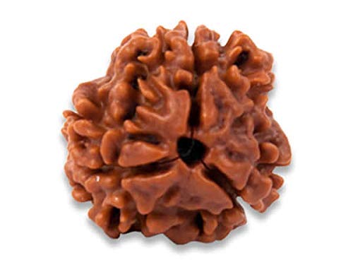 Raviour Lifestyle Rudraksha mit 3 Gesichtern von Raviour Lifestyle