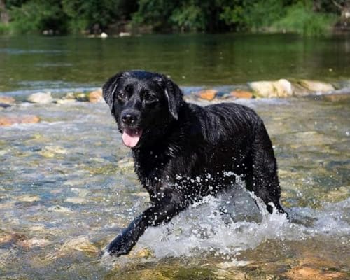 Renqidian kreuzstich set Vorgedruckt tierischer schwarzer Hund 11 CT Erwachsene Anfanger Kreuzstich Stickpackungen für Wandkunst-Heimdekoration 40 × 50cm von Renqidian