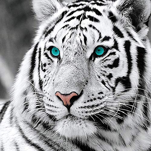 Reofrey 5d Diamond Painting Zubehör Weißer Tiger, DIY Full Dril Tiere Diamant Painting Bilder Set Diamant Malerei, Kreuzstich Erwachsene Stickerei Crystal Strass Foto Craft Für Wall Home 35X35cm von Reofrey