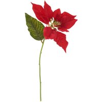 Weihnachtsstern Blüte von Rot