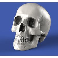 Skulls (54mm) von Royal Model