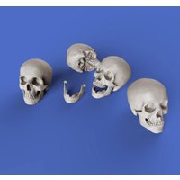 Skulls von Royal Model