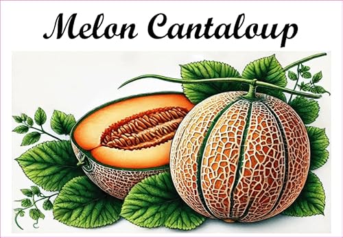 Melon-Cantaloup Vinyl-Etiketten für Konserven, 52 x 75 mm, 12 Stück, hausgemacht von S A F I R M E S