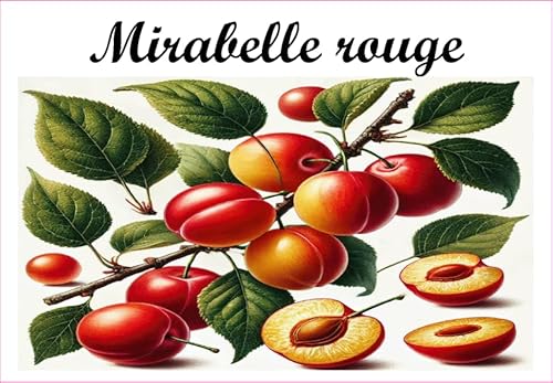 Mirabelle-Rouge Vinyl-Etiketten für Konserven, 52 x 75 mm, 12 Stück, selbstgemacht von S A F I R M E S