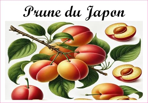 Pflaume-du-Japan Vinyl-Etiketten für Konserven, 52 x 75 mm, 12 Stück, hausgemachte Marmelade von S A F I R M E S