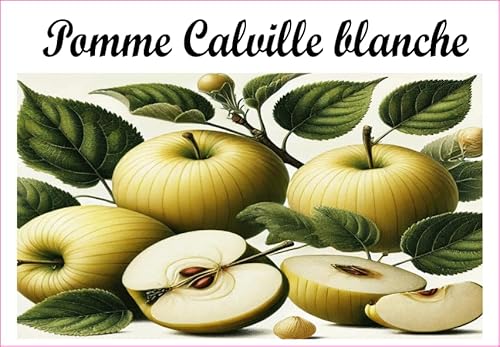 Pomme-Calville-Blanc Etiketten aus Vinyl für Konserven, 52 x 75 mm, 12 Stück, hausgemachte Marmelade von S A F I R M E S