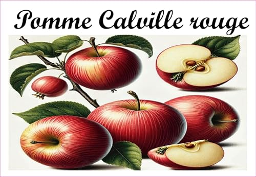 Pomme-Calville-Rouge Vinyl-Etiketten für Konserven, 52 x 75 mm, 12 Stück, hausgemachte Marmelade von S A F I R M E S