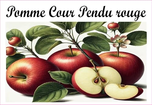 Pomme-Cour-Pendu-Rouge Vinyl-Etiketten für Konserven, 52 x 75 mm, 12 Stück, hausgemachte Marmelade von S A F I R M E S