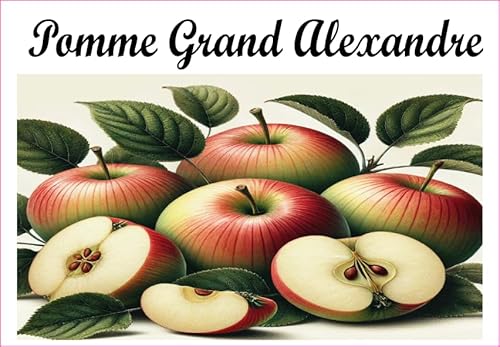 Pomme-Grand-Alexandre Vinyl-Etiketten für Konserven, 52 x 75 mm, 12 Stück, hausgemachte Marmelade von S A F I R M E S