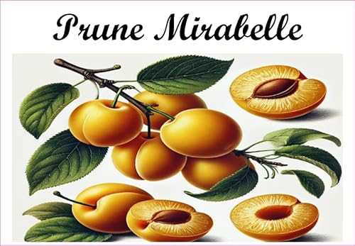 Prune-Mirabelle Etiketten aus Vinyl für Konserven, 52 x 75 mm, 12 Stück, selbstgemachte Marmelade von S A F I R M E S