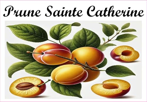 Prune-Sainte-Catherine Etiketten aus Vinyl für Konserven, 52 x 75 mm, 12 Stück, selbstgemachte Marmelade von S A F I R M E S