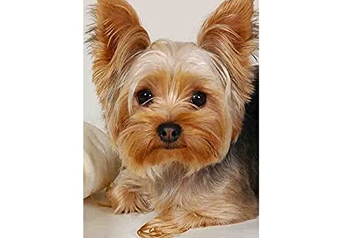 SCDSM Kreuzstich Stickpackungen,Yorkshire-Terrier,Stickvorlagen,Kreuzstich Stickerei Set Vorgedruckt,11CT Stickbilder Erwachsene Vorgedruckt Kreuzstich für Haus,Wand Dekorationen 40x50cm von SCDSM