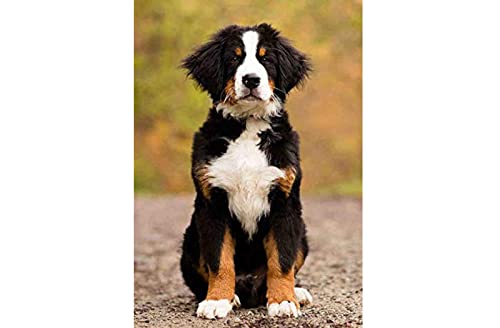 Kreuzstich Stickpackungen,Berner Sennenhund,11CT Kreuzstich Set Vorgedruckt,Stickbilder Vorgedruckt Kreuzstich für Wandkunst-Heimdekoration 40 × 50cm von SHYHXQH