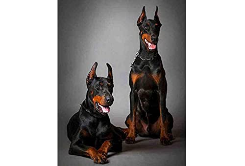 Kreuzstich Stickpackungen,Hunde Dobermann,11CT Kreuzstich Set Vorgedruckt,Stickbilder Vorgedruckt Kreuzstich für Wandkunst-Heimdekoration 40 × 50cm von SHYHXQH