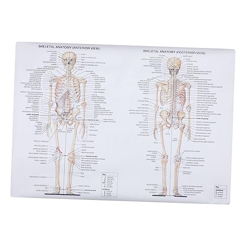 SOLUSTRE 1Stk Poster Skelettmuskeldiagramm Neurowissenschaften Geist Anatomiemodell science illustration Wissenschaftliche Illustration Malen unterrichten Anatomie für die Schule Seidentuch von SOLUSTRE