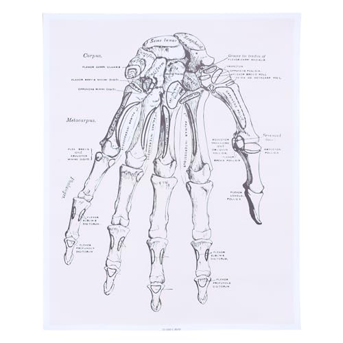 SOLUSTRE 1Stk menschliche Anatomie anatomy Körper Körper Körper Poster Menschliches anatomisches Modell Organ wandbilder Anatomisches Diagramm der menschlichen Hand Anatomie-Poster-Diagramm von SOLUSTRE