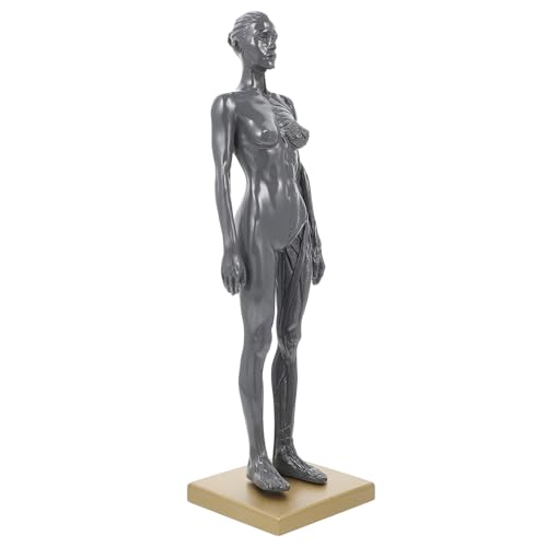 SOLUSTRE Knochen Anatomie Anatomisches Modell Des Frauenkörpers Muskelmodell Des Menschlichen Körpers Lehrmodell Für Den Körper Von Frauen Mini-muskelsystem-modell Kunstmodell Figur Harz von SOLUSTRE