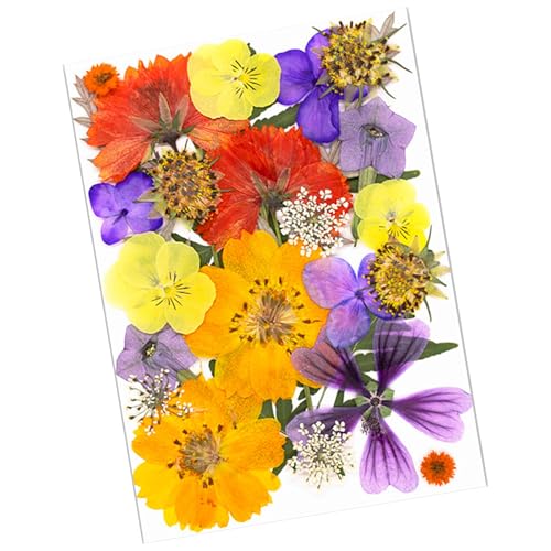 SOUTHJIELING Natürliche gepresste getrocknete Blumen für Epoxidharz, Trockenblumen, Blätter-Set für Seife, Kerzen, Schmuck, Scrapbooking, 25 Stück von SOUTHJIELING