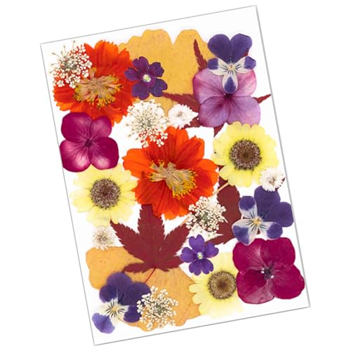 SOUTHJIELING Natürliche gepresste getrocknete Blumen für Epoxidharz, Trockenblumen, Blätter-Set für Seife, Kerzen, Schmuck, Scrapbooking, 25 Stück von SOUTHJIELING