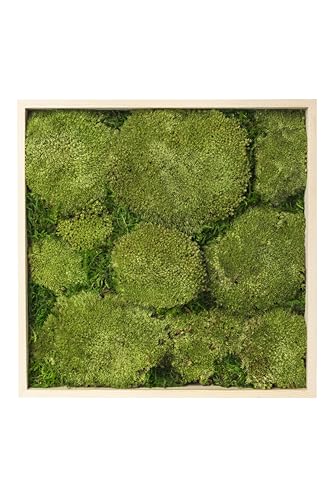 SuperMoss (20052 Royal Pool Moosrahmen, handgefertigt in den USA, für elegante Moos-Wanddekoration, keine Wartung, perfekt für Zuhause, Büro und Hochzeiten, 30,5 x 30,5 cm, frisches Grün von SUPERMOSS