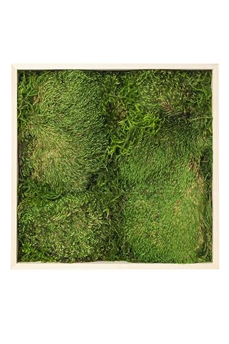 SuperMoss (20251 Moos-Rahmen, handgefertigt in den USA, für atemberaubende Moos-Wanddekoration, keine Wartung, perfekt für Zuhause, Büro und Hochzeiten, 61 x 61 cm, frisches Grün von SUPERMOSS