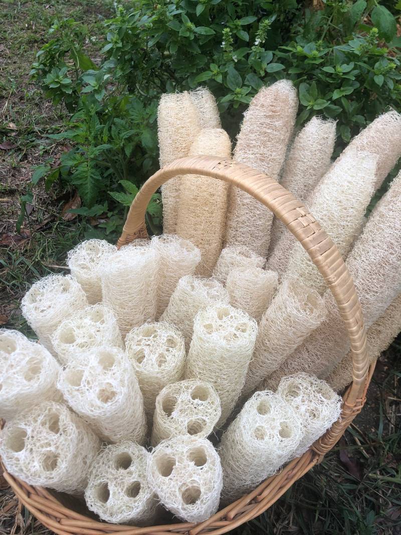 Bio-Luffa Aus Eigener Ernte von SainzFamilyFarms