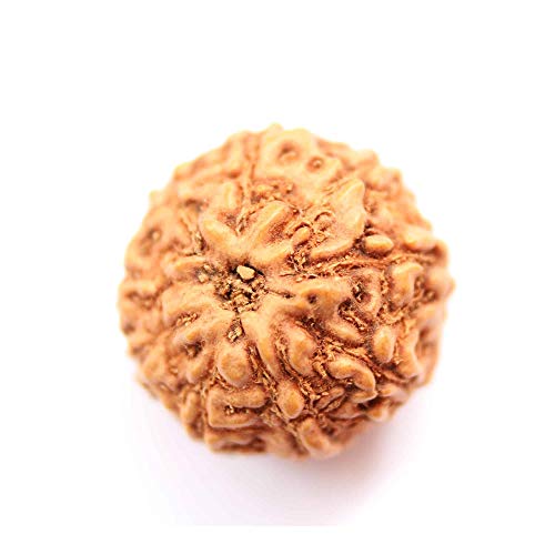 Indonesische Rudraksha Original Natur 9 Mukhi Rudraksha klein 10mm-12mm für Männer und Frauen Rudraksha Perlen Lose Labor zertifiziert von Seven Chakra Tree