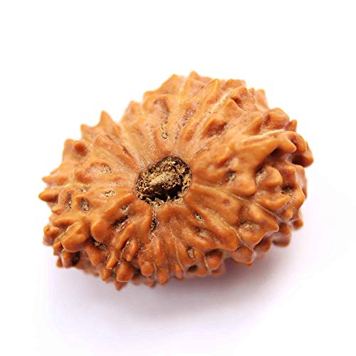 Natürliche Original Rudraksh 11 Mukhi Rudraksha Java Indonesien Rudraksha 14,43mm Labor Zertifizierte Rudraksha für Männer & Frauen Lose Rudraksha Perlen von Seven Chakra Tree