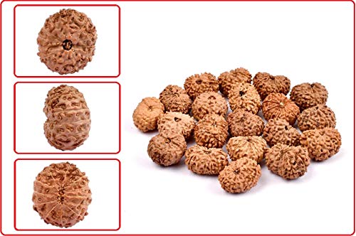 Natürliche Original Rudraksh 12 Mukhi Indonesische Rudraksha Große 18mm-20mm für Männer & Frauen Lose Rudraksha Perlen Labor Zertifiziert Rudraksha von Seven Chakra Tree