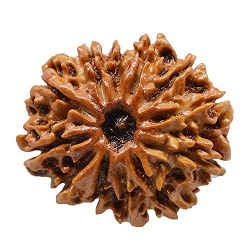 Natürliche Original Rudraksh 12 Mukhi Rudraksha Original aus Nepal Rudraksha 22,23mm, 2,2 GMS für Männer & Frauen Lose Rudraksha Perlen Labor Zertifiziert Rudraksha Nepalesische Rudraksha von Seven Chakra Tree