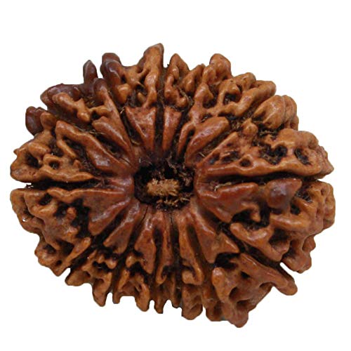 Natürliche Original Rudraksh 13 Mukhi Nepal Rudraksha große 25 m – 27 mm für Männer und Frauen lose Rudraksha Perlen laboriert Rudraksha Nepali Rudraksha Rudraksha von Seven Chakra Tree