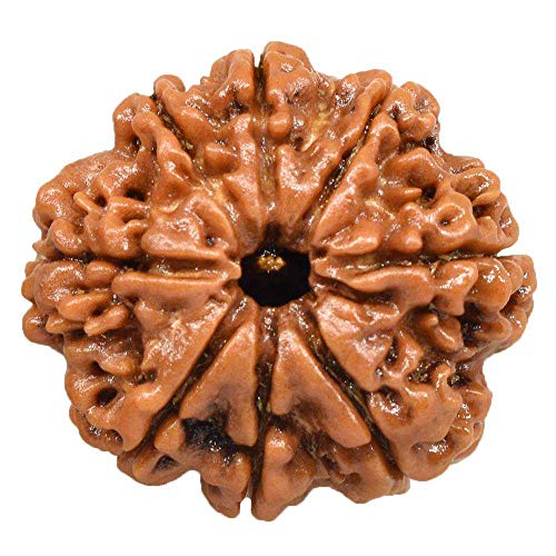 Natürliche Original Rudraksh 8 Mukhi Nepal Rudraksha große 24 mm-26 mm für Männer und Frauen lose Rudraksha Perlen laboriert Rudraksha Nepali Rudraksha Rudraksha von Seven Chakra Tree