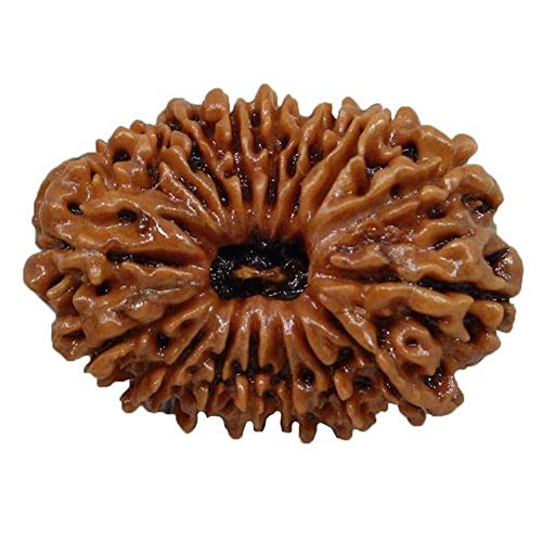 Natürliche Original Rudraksh Nepalesische Rudraksha 16 Mukhi Rudraksha Nepal Rudraksha | 24,28mm Laborzertifizierte Rudraksha für Männer und Frauen lose Rudraksha Perlen von Seven Chakra Tree