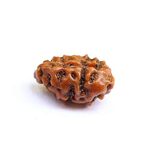 Natürliches Original Rudraksh 1 Mukhi Rudraksha Indonesische Rudraksha Medium 10mm-11mm Laborzertifikat Rudraksha für Männer und Frauen lose Rudraksha Perlen von Seven Chakra Tree