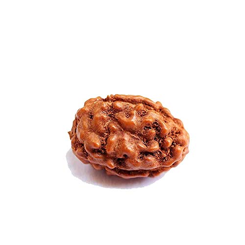 Natürliches Original Rudraksh 3 Mukhi Rudraksha Indonesisch Rudraksha klein 12mm-14mm Laborzertifikat Rudraksha für Männer und Frauen lose Rudraksha Perlen von Seven Chakra Tree