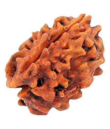 Natürliches Original Rudraksh Nepali Rudraksha 3 Mukhi Rudraksha Nepal Rudraksha kleine 18 mm 19 mm Labor zertifizierte Rudraksha für Männer und Frauen lose Rudraksha-Perlen von Seven Chakra Tree