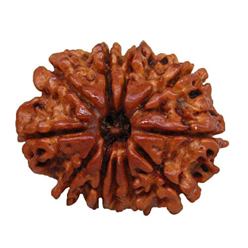 Natural Original Rudraksh 11 Mukhi Rudraksha Natural Eleven Face Nepal Rudraksha 23mm Lab Certified Rudraksha for Men & Women Loose Rudraksha Beads Nepali Rudraksha von Seven Chakra Tree