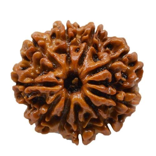 Rudraksha 10 Stück Mukhi Rudraksha natürliche zehn Gesichter in Nepal Rudraksha Labor zertifiziert 20 mm für Männer und Frauen Rudraksha Perlen Nepal von Seven Chakra Tree