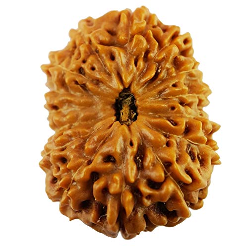 Rudraksha Natürliche Original Rudraksh 15 Mukhi Rudraksha Java Indonesien 18,09 mm Labor zertifiziert für Damen und Herren Rudraksha Perlen Lose von Seven Chakra Tree