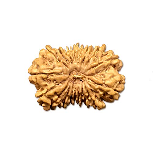 Rudraksha Natürliche Original Rudraksh 18 Mukhi Nepal Rudraksha 26,33 mm für Damen und Herren Rudraksha Perlen Lose Rudraksha Labor zertifiziert Nepalesische Rudraksha Rudraksha Rudraksha von Seven Chakra Tree