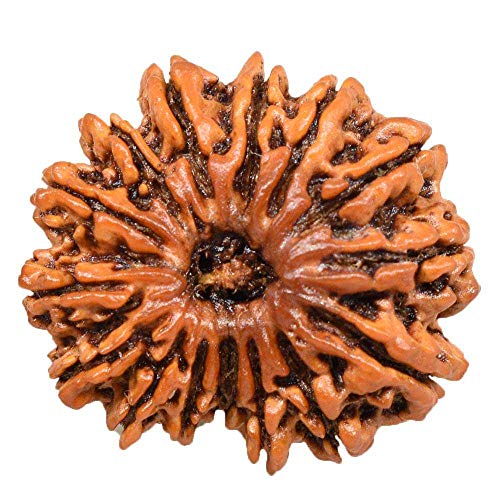 Rudraksha Natur Original Rudraksh 15 Mukhi Nepal Kleiner Rudraksha 22mm-24mm Labor zertifiziert für Damen und Herren Rudraksha Nepalesisch Rudraksha Nepalesisch Rudraksha von Seven Chakra Tree