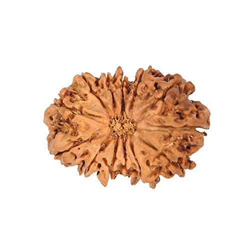 Rudraksha Original Rudraksh 12 Mukhi Java Indonesien 15,94 mm Labor zertifiziert für Damen und Herren Rudraksha Lose Perlen von Seven Chakra Tree