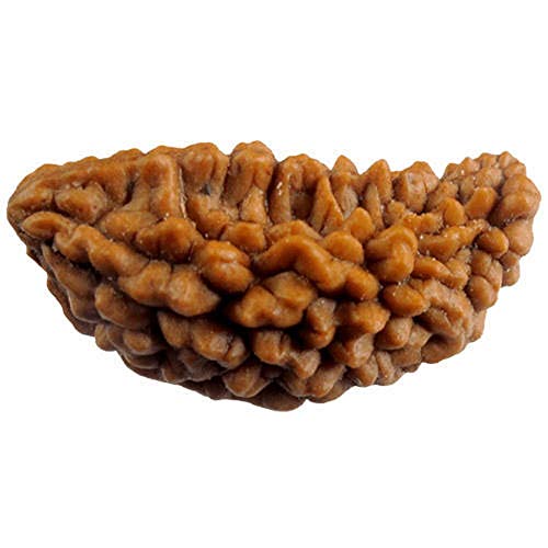 Rudraksha-Perlen, Medium, 29 mm - 32 mm, Laborzertifiziertes Rudraksha-Perlen für Männer und Frauen, lose Rudraksha-Perlen von Seven Chakra Tree