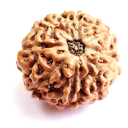 Rudraksha-Perlen, Rudraksha-Perlen, 8 Stück, indonesische Rudraksha, Medium, 13 mm - 15 mm, für Damen und Herren, lose Rudraksha-Perlen, Laborzertifiziert, Rudraksha von Seven Chakra Tree