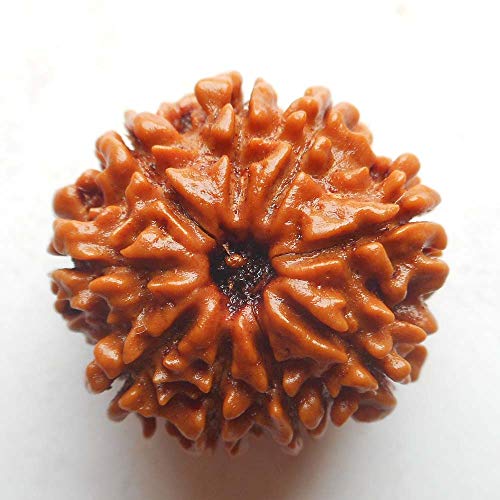 Rudraksha Rudraksha, Rudraksha, 9 Stück, sehr klein, 18 mm - 20 mm, für Damen und Herren, lose Rudraksha-Perlen, Laborzertifiziert, Rudraksha, Nepali, Rudraksha von Seven Chakra Tree